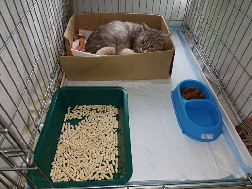 Кошку с новорожденными котятами выбросили на помойку в Приволжске